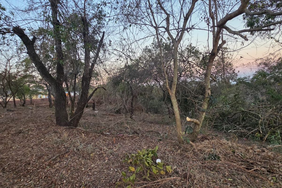 A view of a vacant residential plot featuring mature trees and natural vegetation, offering a blank canvas for future development.