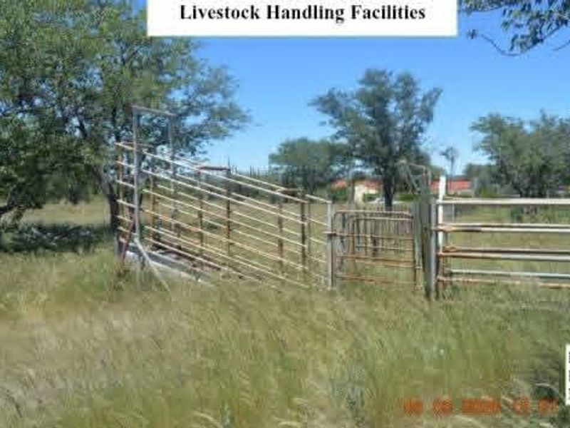 Outdoor livestock handling facilities featuring metal kraals, a loading ramp, and a neck clamp for farm management.