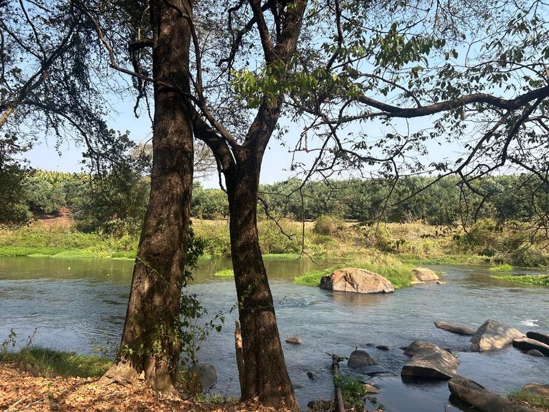 Prime Letaba Riverfront Oasis: Productive Orchards & 2 Homesteads - Photo 7