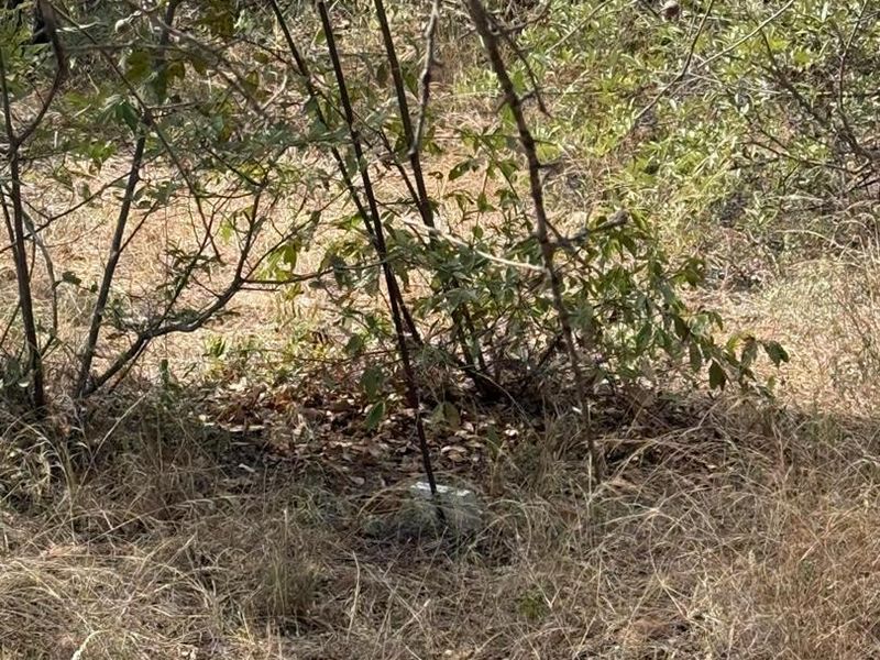 Lovely Bushveld Stand in Elephant Rock!! - Photo 8