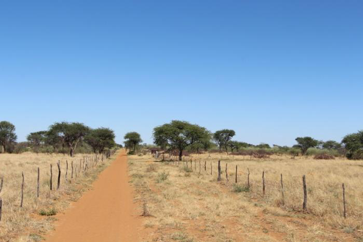 A dirt farm road stretching through open veld, bordered by traditional wire fencing and scattered indigenous trees under a clear blue sky.