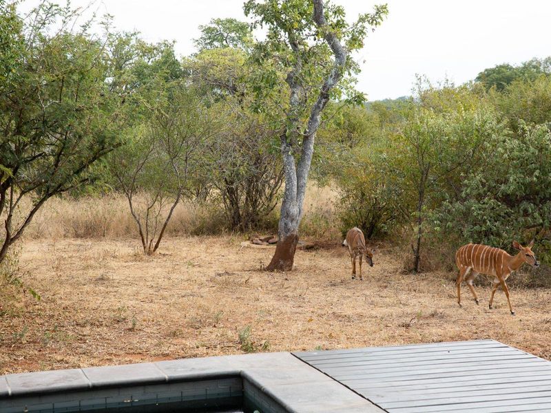 Luxury Home to Rent in Raptors View Wildlife Estate, Hoedspruit - Photo 6