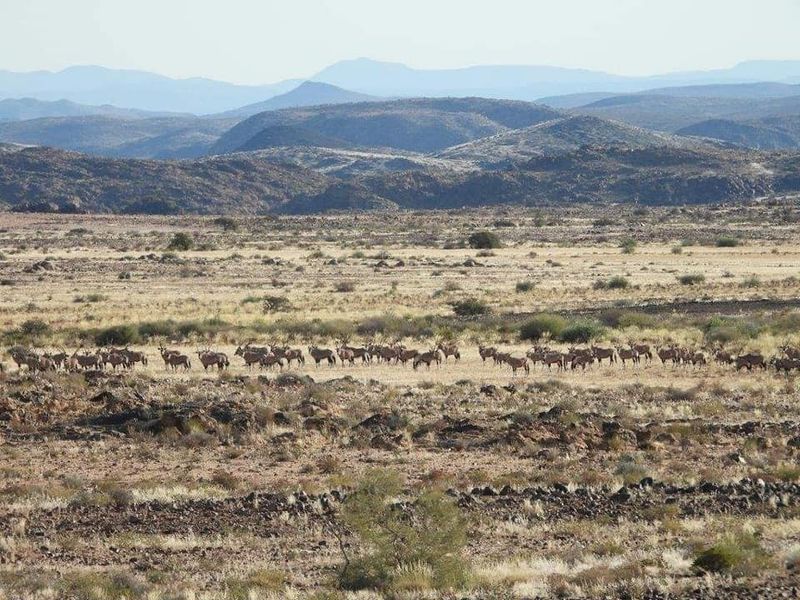 GAME FARM FOR SALE IN NOORDOEWER DISTRICT: - Photo 4