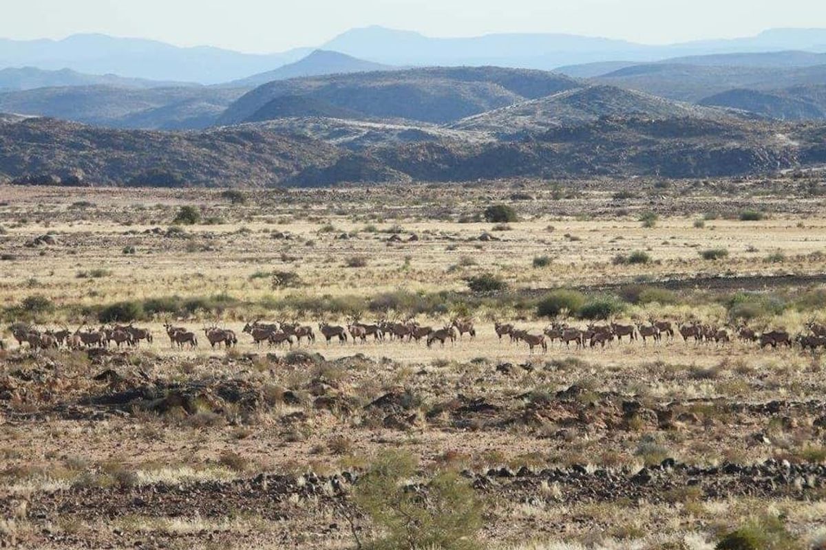 GAME FARM FOR SALE IN NOORDOEWER DISTRICT: - Photo 4