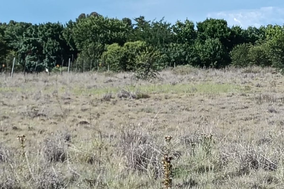 VACANT LAND. VERY SAFE AREA.   AFFORDABLE PRICE. ONE SIDE HAVE  A SMALL BUSHY AREA. - Photo 5