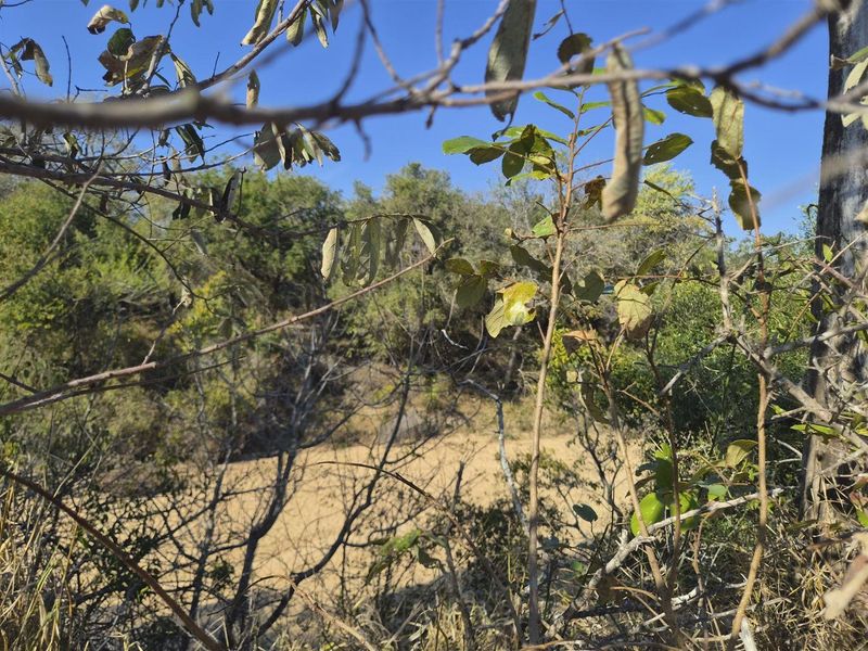 A view of a natural, undeveloped residential plot featuring native trees, shrubs, and sandy terrain.