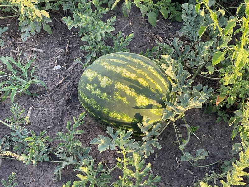 Exceptional Agricultural Estate with Off-Grid Solar Plant and All-Inclusive Goods - Photo 7