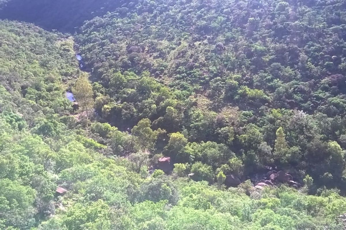 An elevated aerial view of the lush, natural landscape featuring dense indigenous vegetation and a winding stream through the valley.
