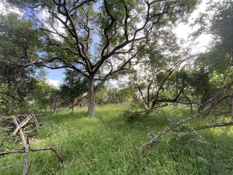 River Front Stand for Sale in Sharalumbi Wildlife Estate - Photo 5