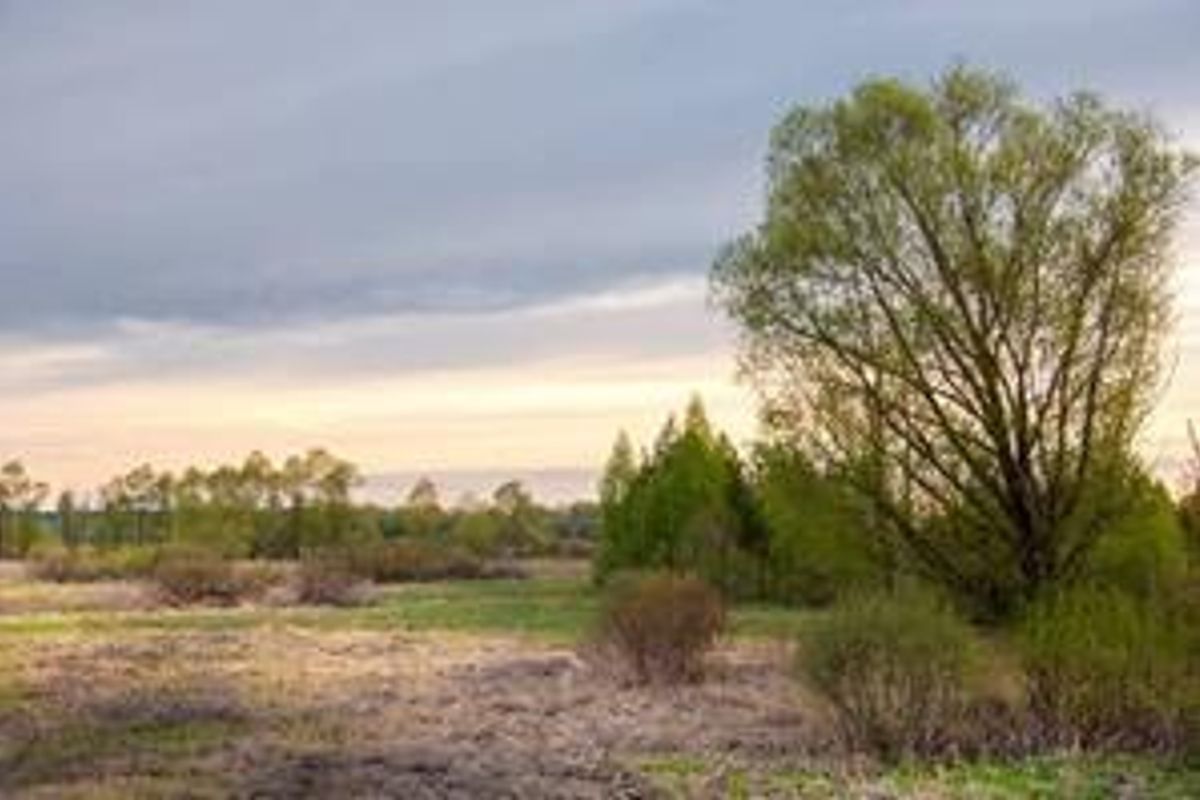 A view of an open, undeveloped commercial land plot featuring natural grassland and mature trees under a cloudy sky.