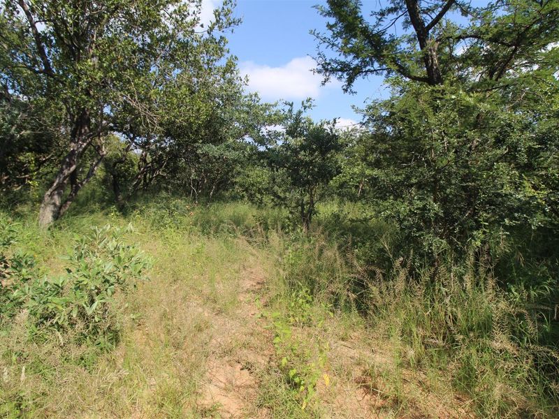A view of the vacant residential land featuring established native trees and natural vegetation cover.
