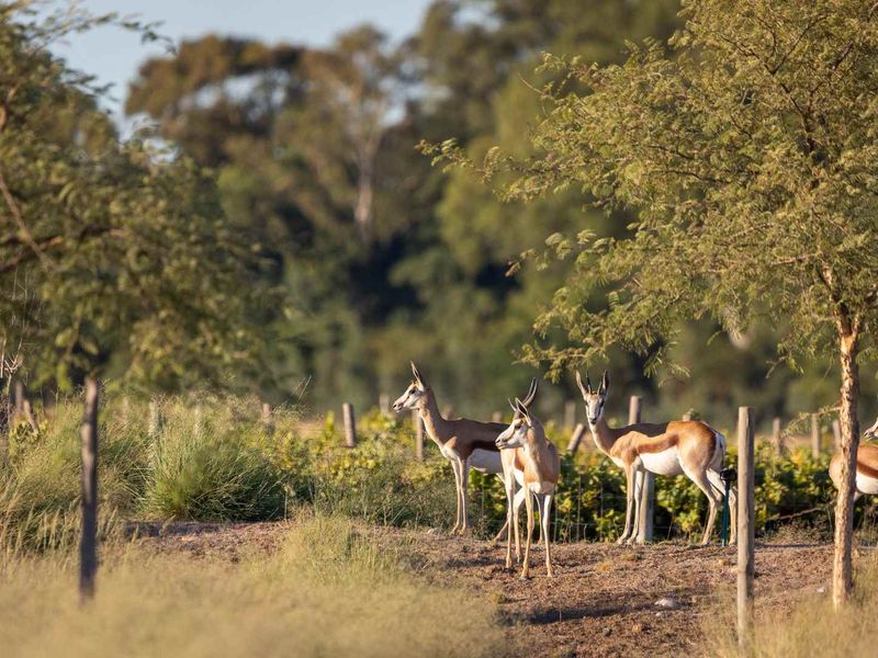 Single-Storey Family Home with Mountain and Vineyard Views at Paarl Valleij Lifestyle Estate & Farm - Photo 7