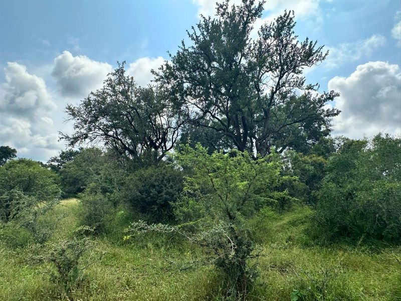 12,000 m2 Riverfront Stand in Moditlo Wildlife Estate - Photo 6