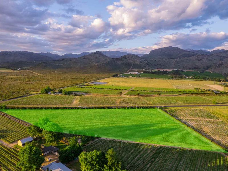 An aerial view of a large agricultural plot featuring established vineyards with scenic mountain views in the background.