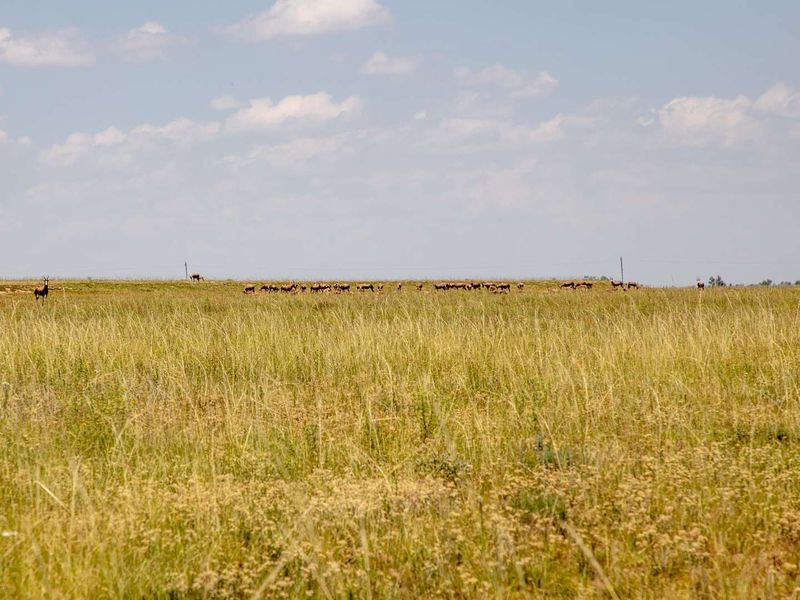 1,229.6705-Hectare Wildlife Farm for Sale as a Going Concern – Including All Game-with accommodation, restaurant, bar, arable land, and grazing land - Photo 8