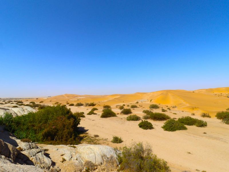 A wide-angle view of a desert landscape featuring natural sand dunes and sparse desert vegetation under a clear blue sky.