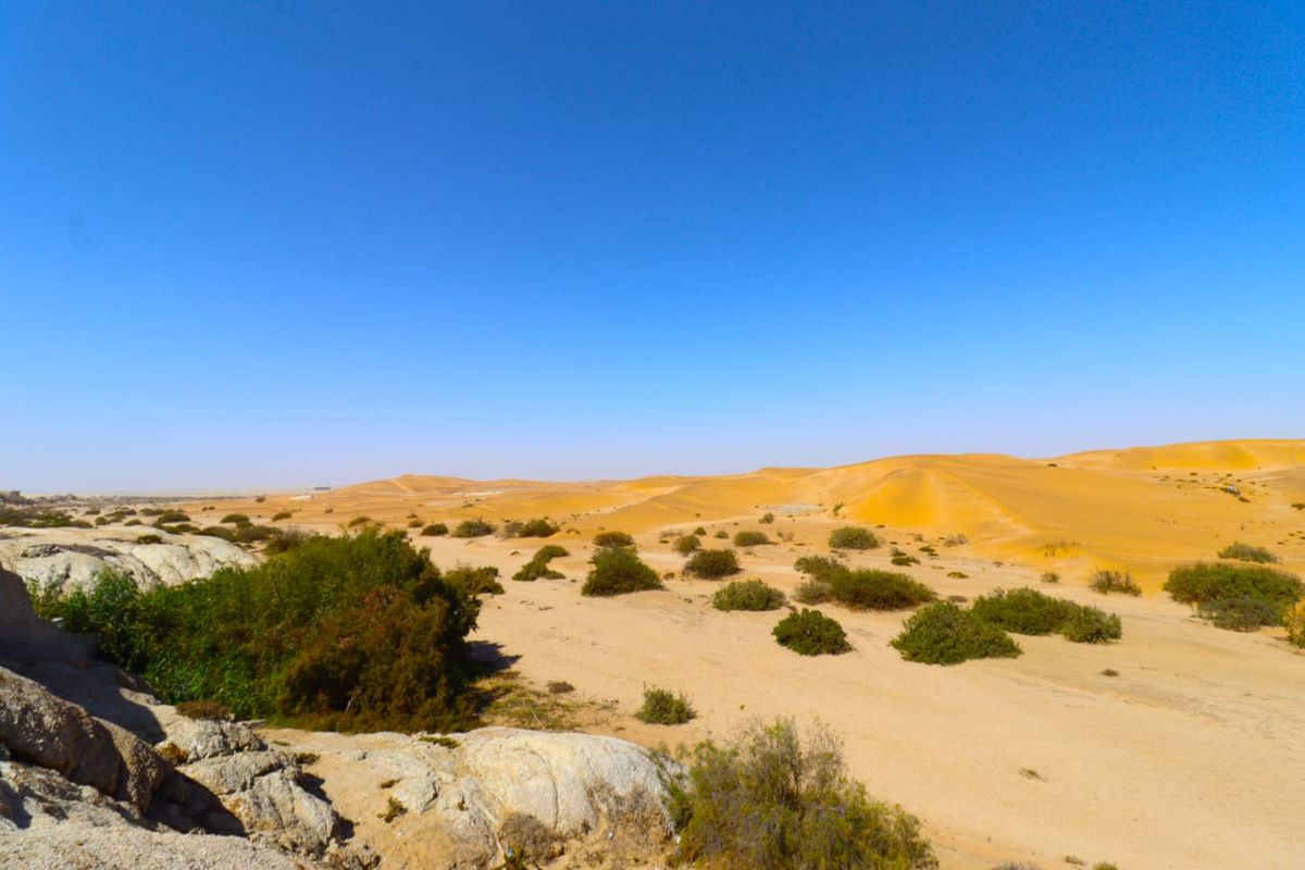 A wide-angle view of a desert landscape featuring natural sand dunes and sparse desert vegetation under a clear blue sky.