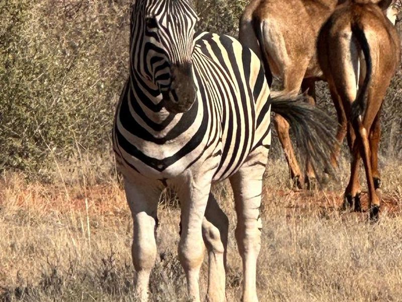 Kalahari LODGE and GAME FARM - Photo 5