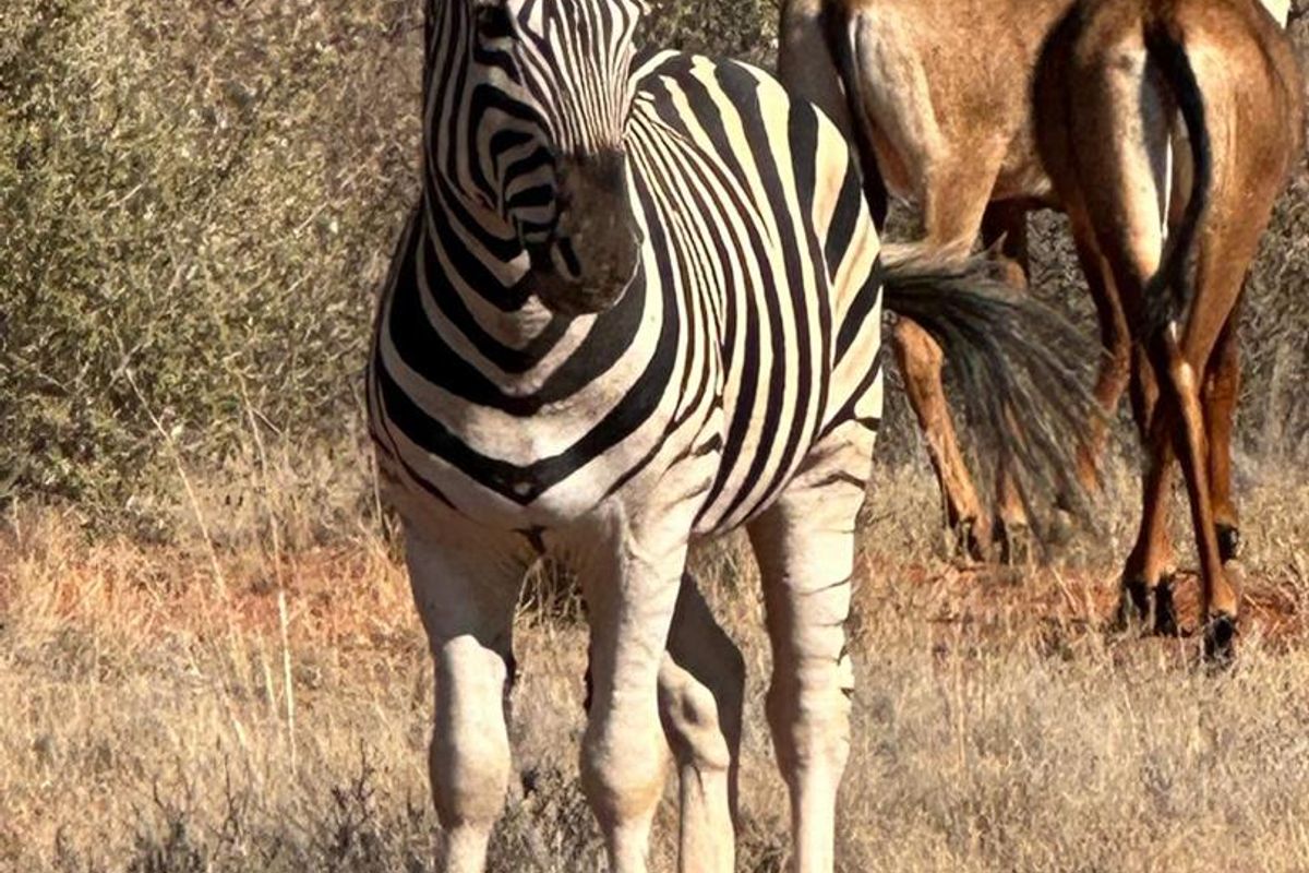 Kalahari LODGE and GAME FARM - Photo 5
