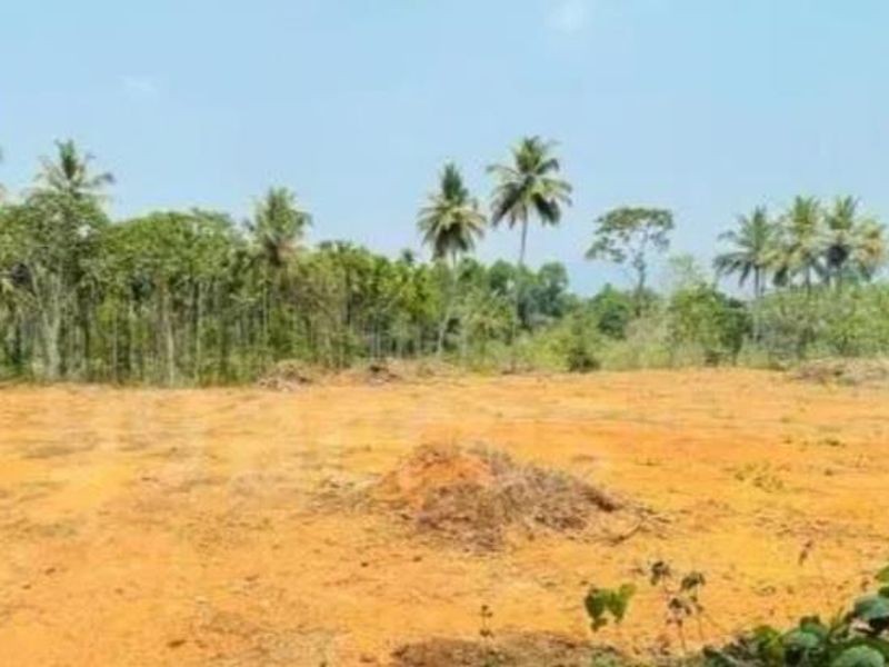 A view of a cleared commercial vacant land plot featuring natural soil and mature palm trees in the background.