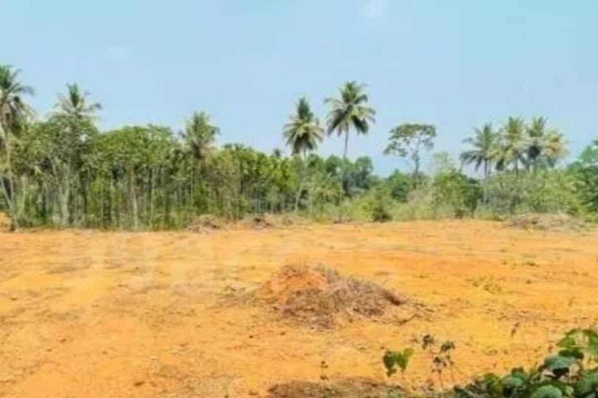 A view of a cleared commercial vacant land plot featuring natural soil and mature palm trees in the background.