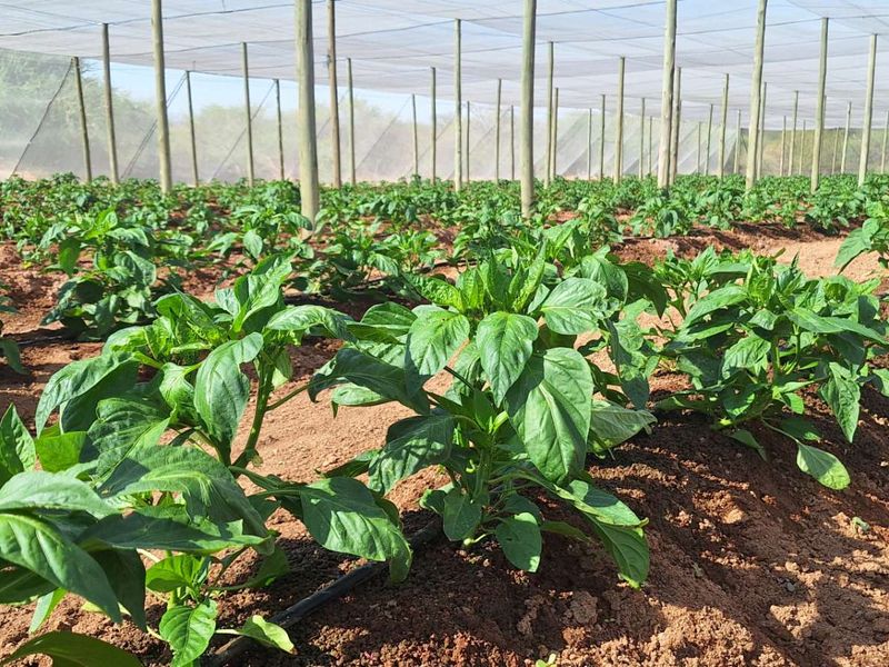 Idyllic 25Ha Horticultural Plot for sale with stunning views and a thriving vegetable farm! A true gem near Okahandja! - Photo 7