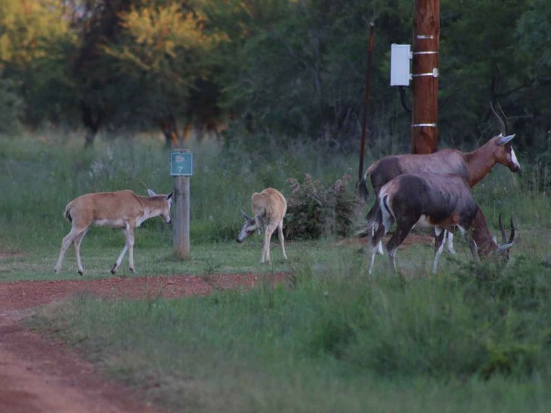 BUSVELD 4.2 HA VACANT LAND FOR SALE  - NO FARMING -R1 170 000 - Photo 4