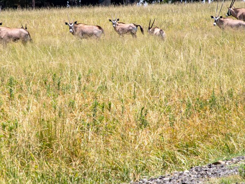 1,229.6705-Hectare Wildlife Farm for Sale as a Going Concern – Including All Game-with accommodation, restaurant, bar, arable land, and grazing land - Photo 4