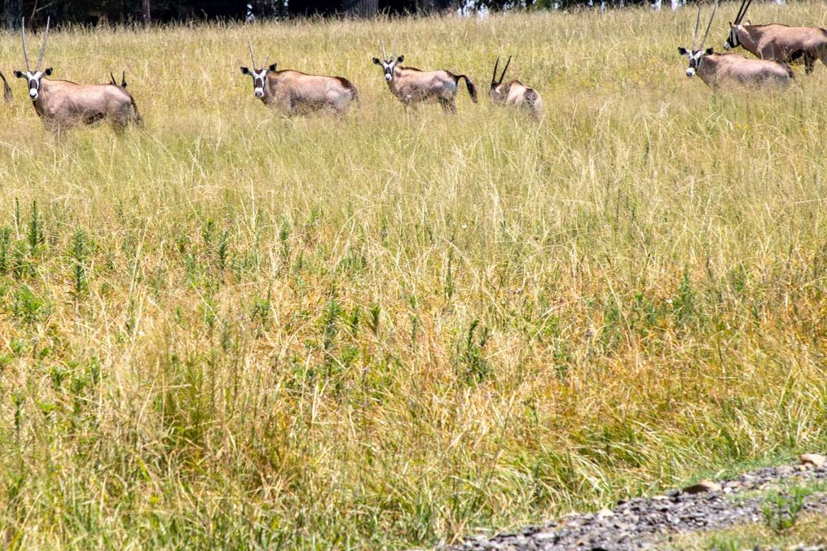 1,229.6705-Hectare Wildlife Farm for Sale as a Going Concern – Including All Game-with accommodation, restaurant, bar, arable land, and grazing land - Photo 4