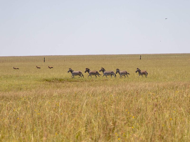 1,229.6705-Hectare Wildlife Farm for Sale as a Going Concern – Including All Game-with accommodation, restaurant, bar, arable land, and grazing land - Photo 2