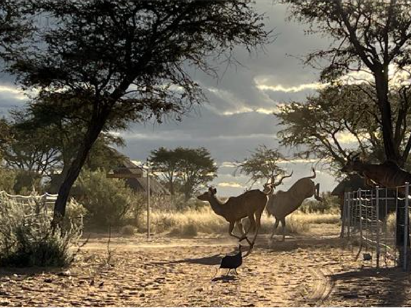 Beautiful Namibian Lodge with loads to offer - Photo 5