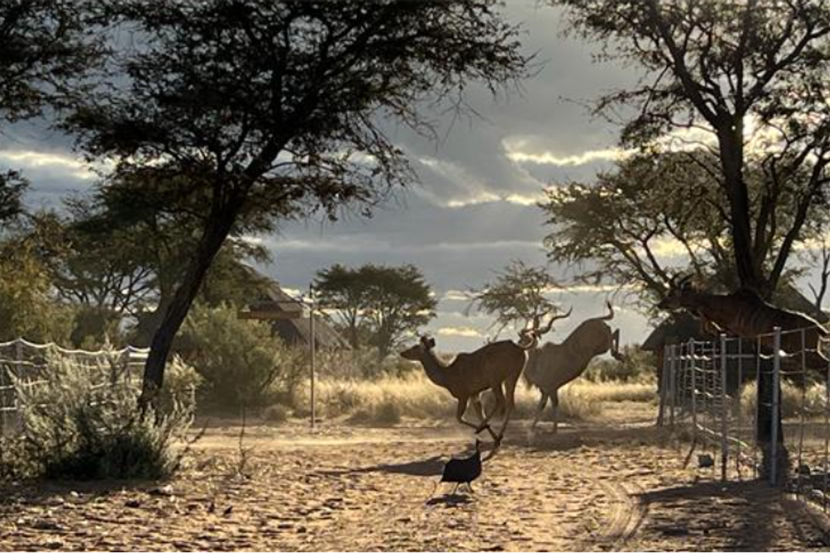 Beautiful Namibian Lodge with loads to offer - Photo 5