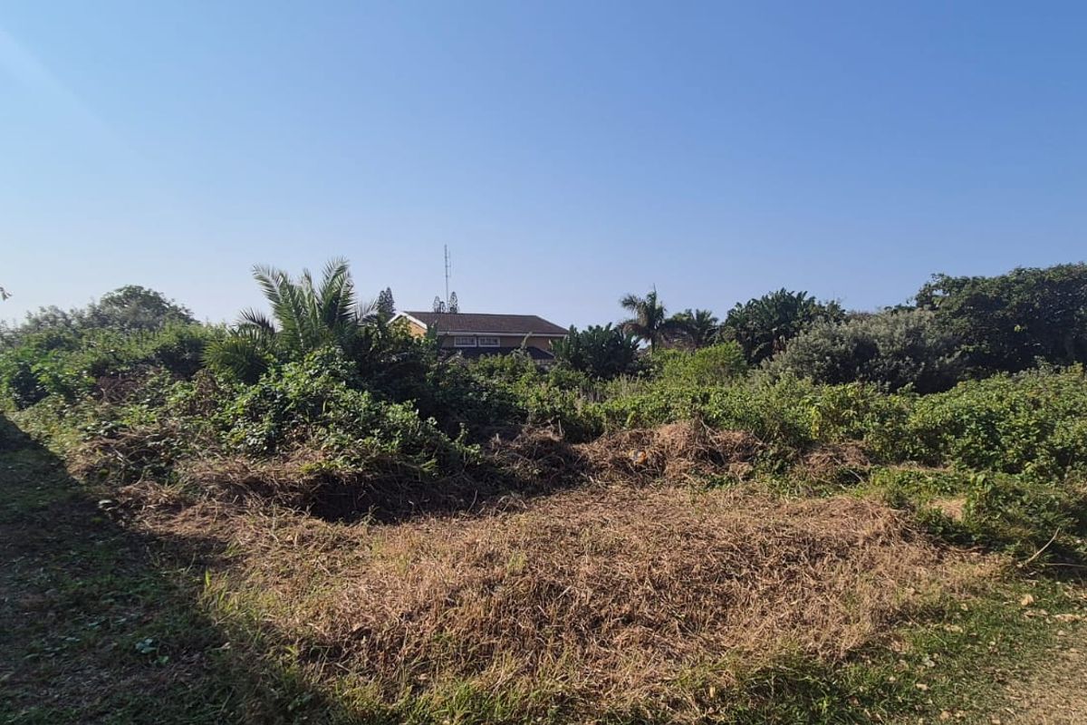 A vacant residential plot featuring a precast concrete boundary wall and significant overgrown vegetation, offering a blank canvas for future development.