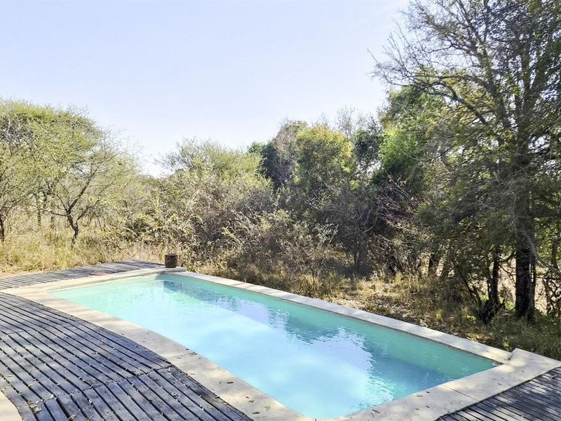 A rectangular swimming pool surrounded by timber decking, set within a natural bushveld environment.