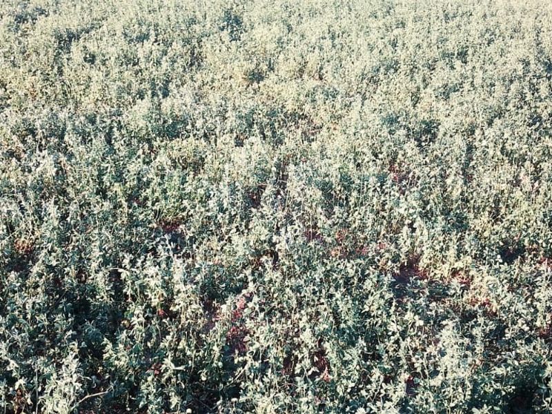 PIVOT POINT WITH 15 HEKT LUCERN .READ POSSIBILITIES BELOW PLEASE - Photo 3
