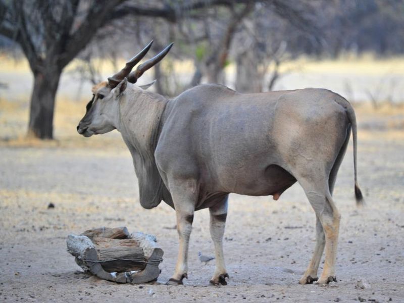 Own a Profitable Game farm in Scenic Grootfontein! - Photo 4