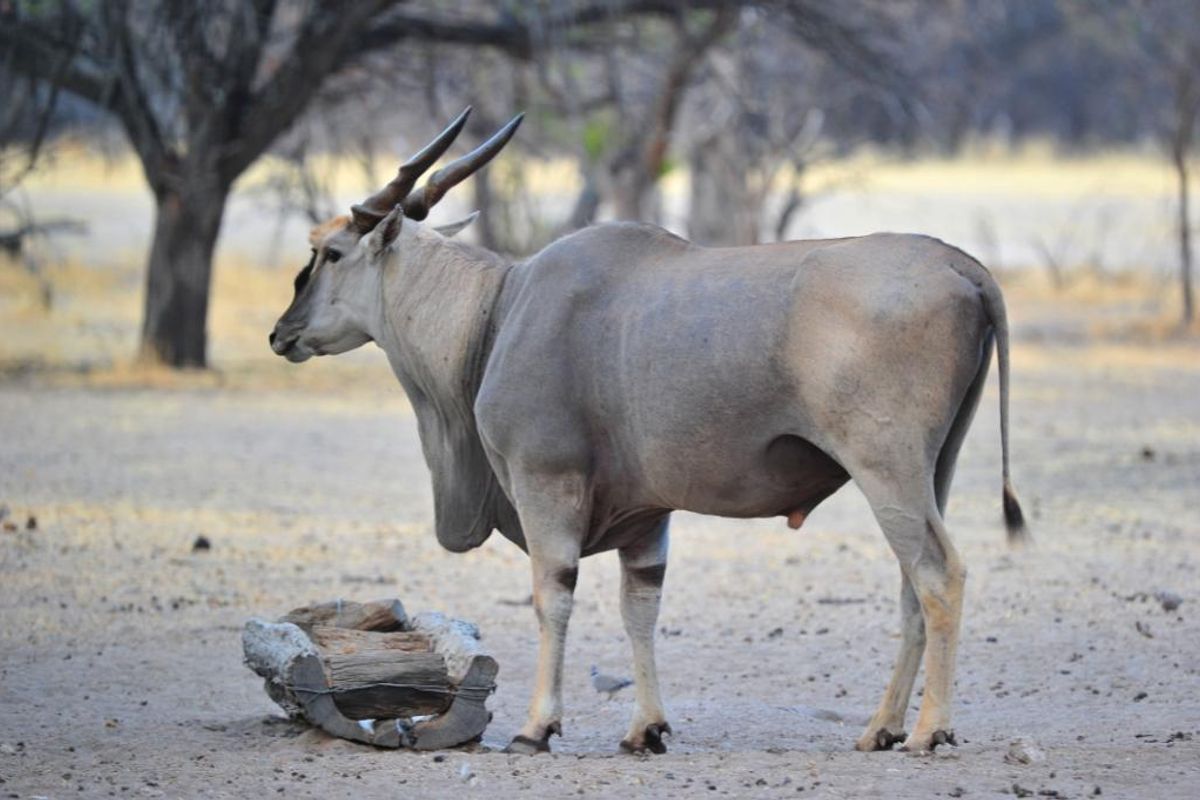 Own a Profitable Game farm in Scenic Grootfontein! - Photo 4