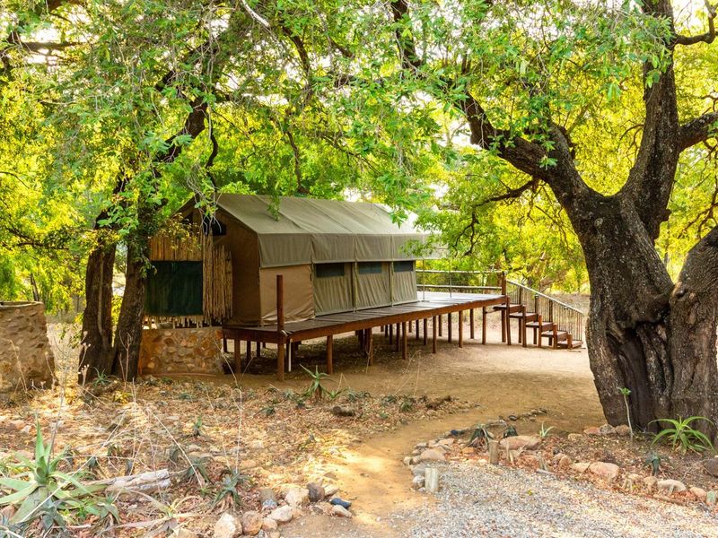 A raised canvas tent structure set on a timber deck, nestled among mature trees in a natural bushveld setting.
