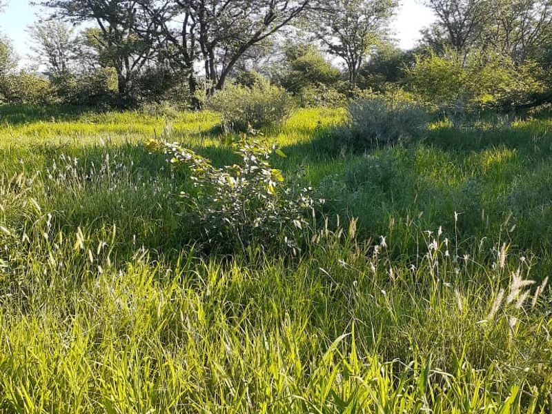 FOR SALE - CATTLE/SHEEP/AGRICULTURAL FARM IN THE OMARURU AREA OF NAMIBIA - Photo 2