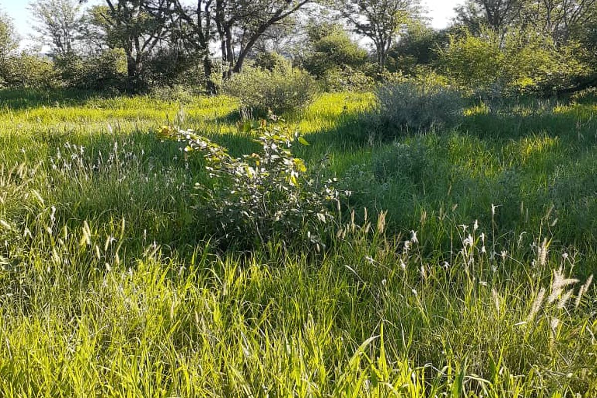 FOR SALE - CATTLE/SHEEP/AGRICULTURAL FARM IN THE OMARURU AREA OF NAMIBIA - Photo 2