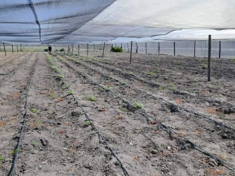 COMMERCIAL FARM FOR SALE IN TSUMEB DISTRICT - Photo 9