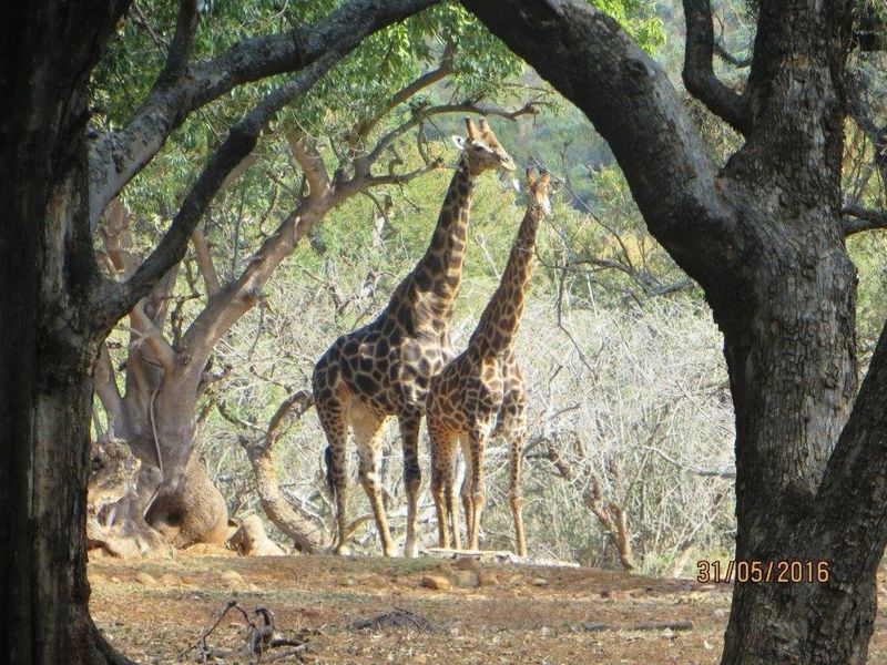 STUNNING GAME FARM FOR SALE IN OHRIGSTAD, LIMPOPO - Photo 6