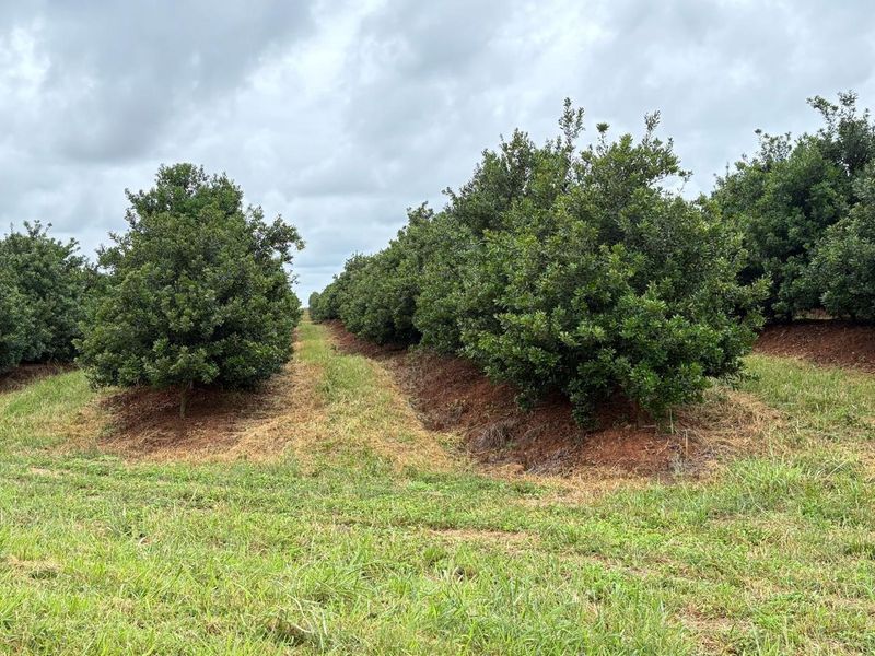 Agricultural Gem: Cleared Land & Established Orchards! - Photo 10