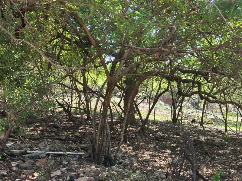 "Own a Slice of Paradise Next to Leeupoort's Greenbelt!" - Photo 3