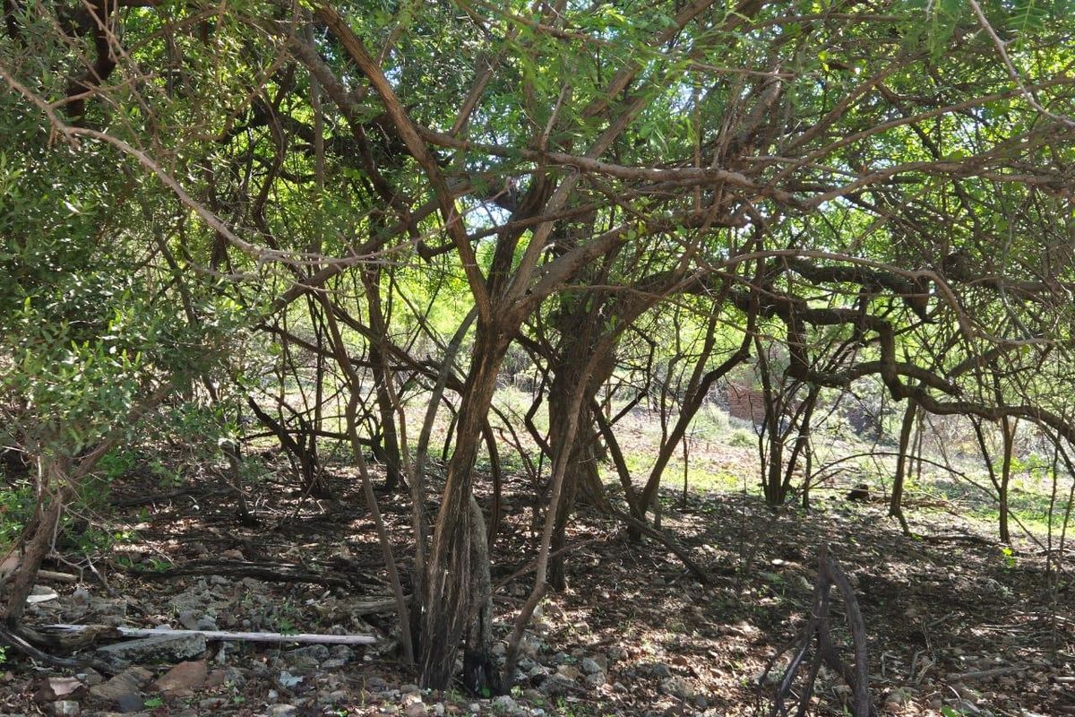 "Own a Slice of Paradise Next to Leeupoort's Greenbelt!" - Photo 3