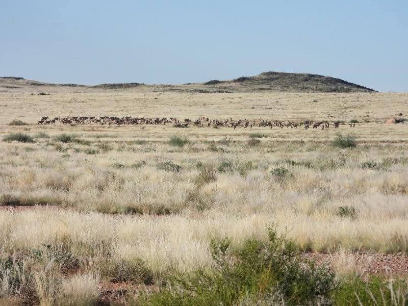 Spacious game farm in the far South of Namibia – perfectly located 266km from Keetmanshoop in the direction of Noordoewer, and only 20km from the main road. - Photo 4