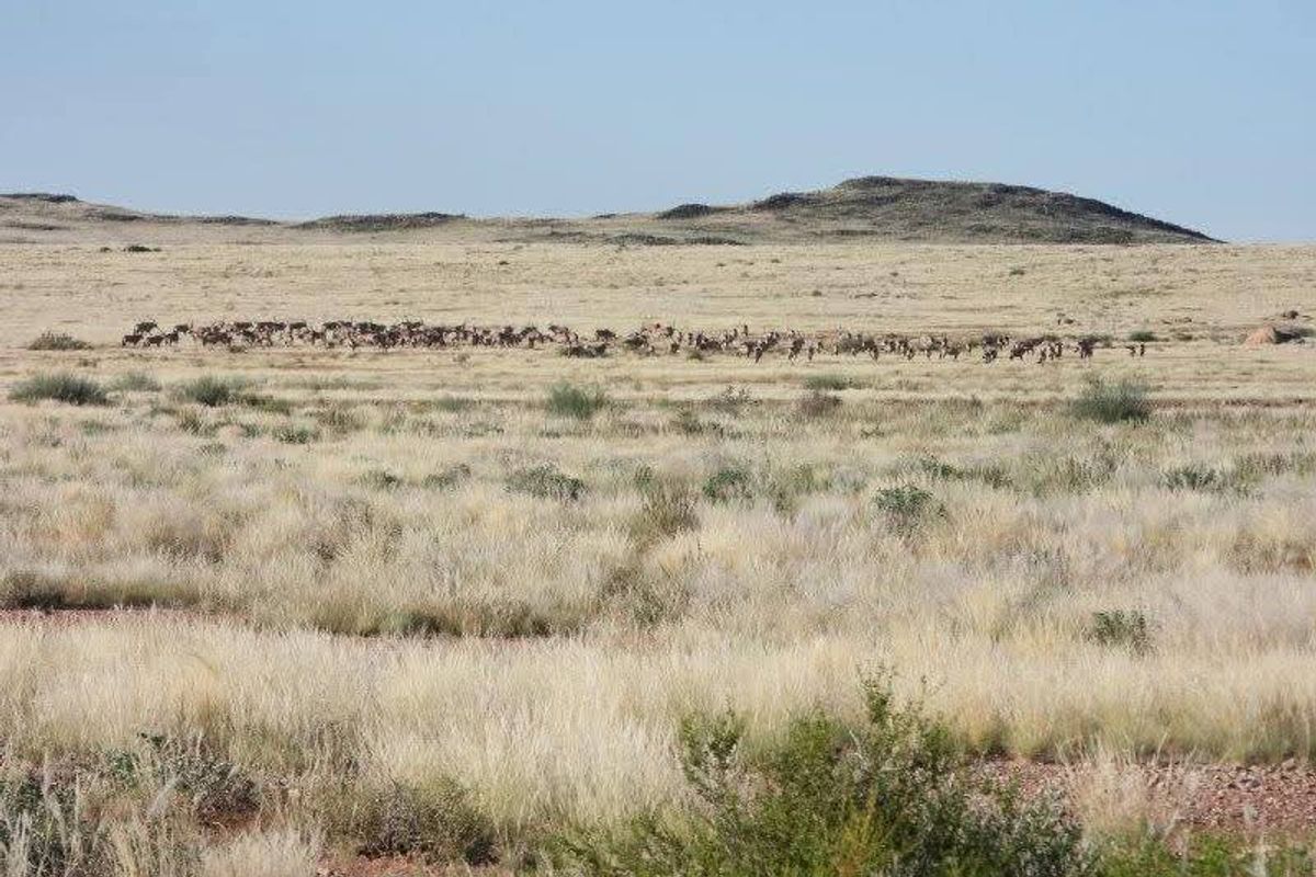 Spacious game farm in the far South of Namibia – perfectly located 266km from Keetmanshoop in the direction of Noordoewer, and only 20km from the main road. - Photo 4