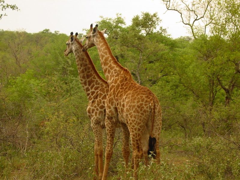 Top Game Breeding Farm for Sale - Photo 9