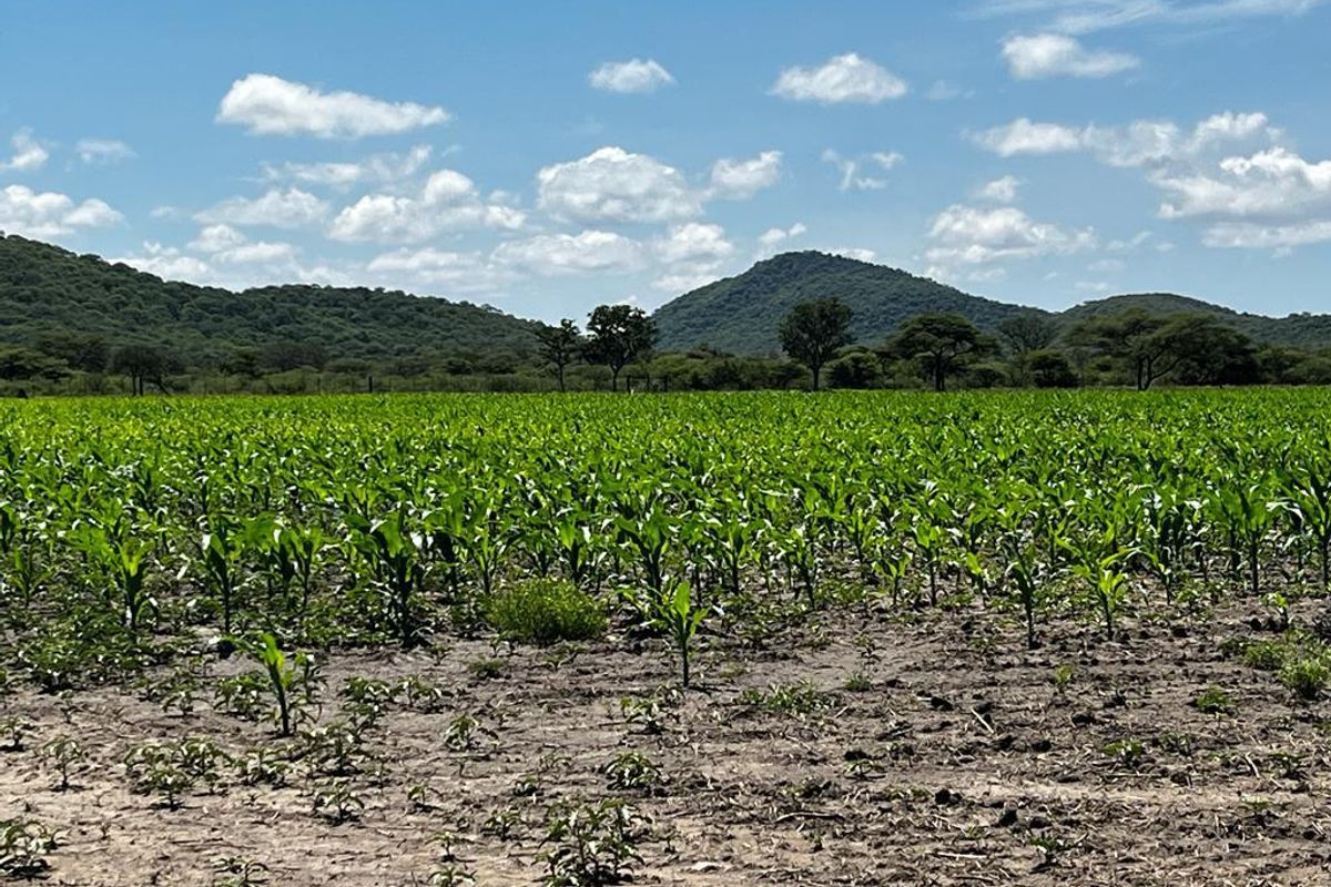 Hashtag Home proudly introduces this plot in an exclusive agricultural development just outside Otavi — a region well-known for its exceptional farming potentia - Photo 5