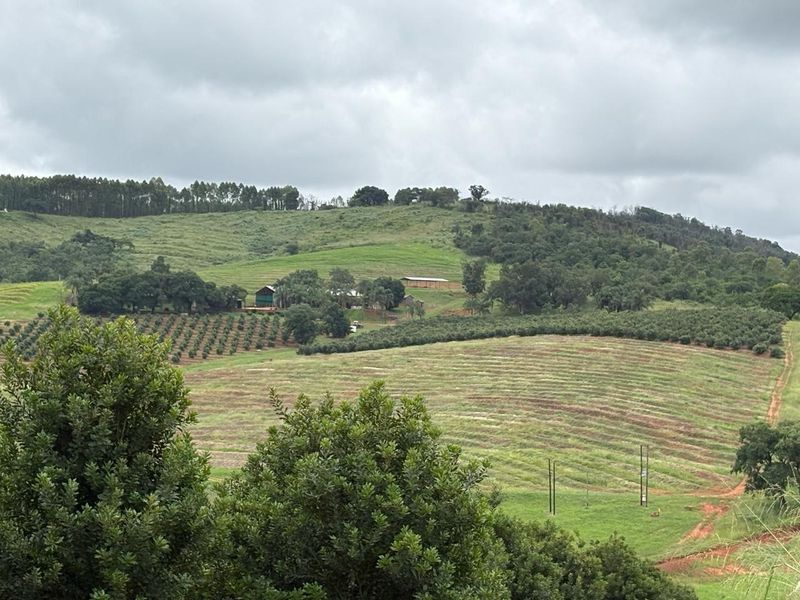 Agricultural Gem: Cleared Land & Established Orchards! - Photo 6